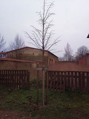 winterlinde-hochstamm